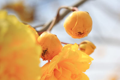 Close-up of yellow flowering plant