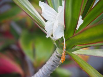 Close-up of white flowering plant