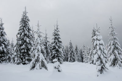 Snow covered pine trees against sky