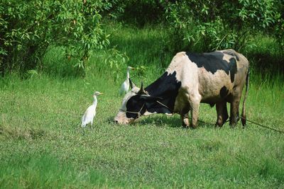 Horses in a field