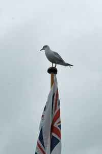 Low angle view of seagull perching on a flag pole against the sky 