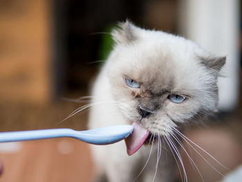 Close-up of cat at home