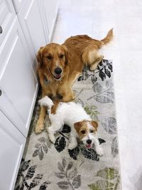 High angle portrait of dogs sitting on carpet at home