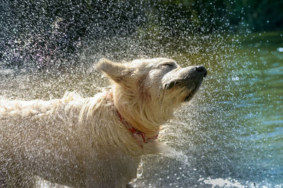 Dog shaking water in lake