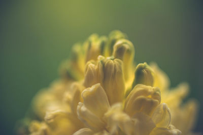 Close-up of yellow flowers blooming outdoors