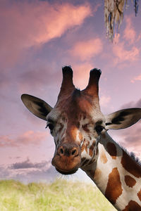 animal
