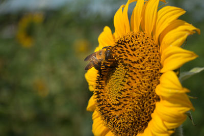 Close-up of sunflower