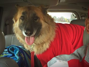 Close-up of dog sitting in car