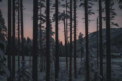 Panoramic view of pine trees in forest during sunset