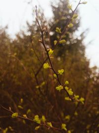 Close-up of flower tree