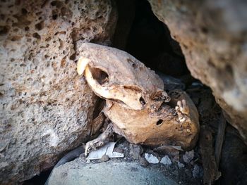 Close-up of animal skull on rock