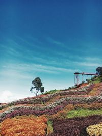 Plants on field against blue sky