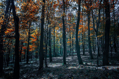 Trees in forest during autumn