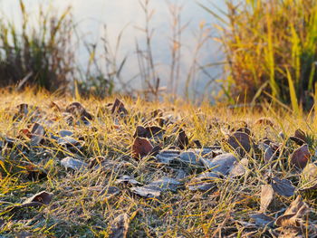 Close-up of dry grass on field