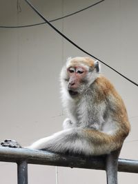 Close-up of monkey