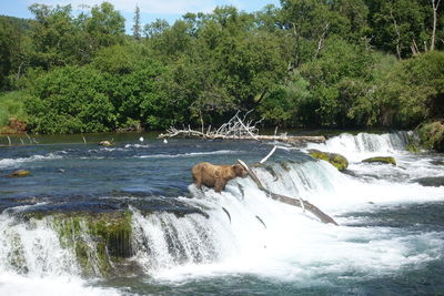 Scenic view of waterfall in forest