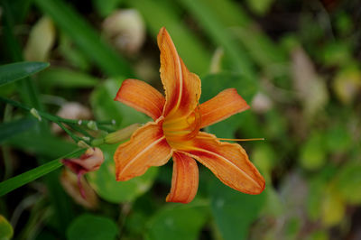 Close-up of orange flower