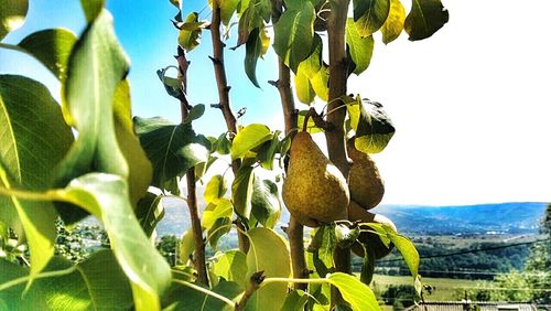 Close-up of crop growing in field