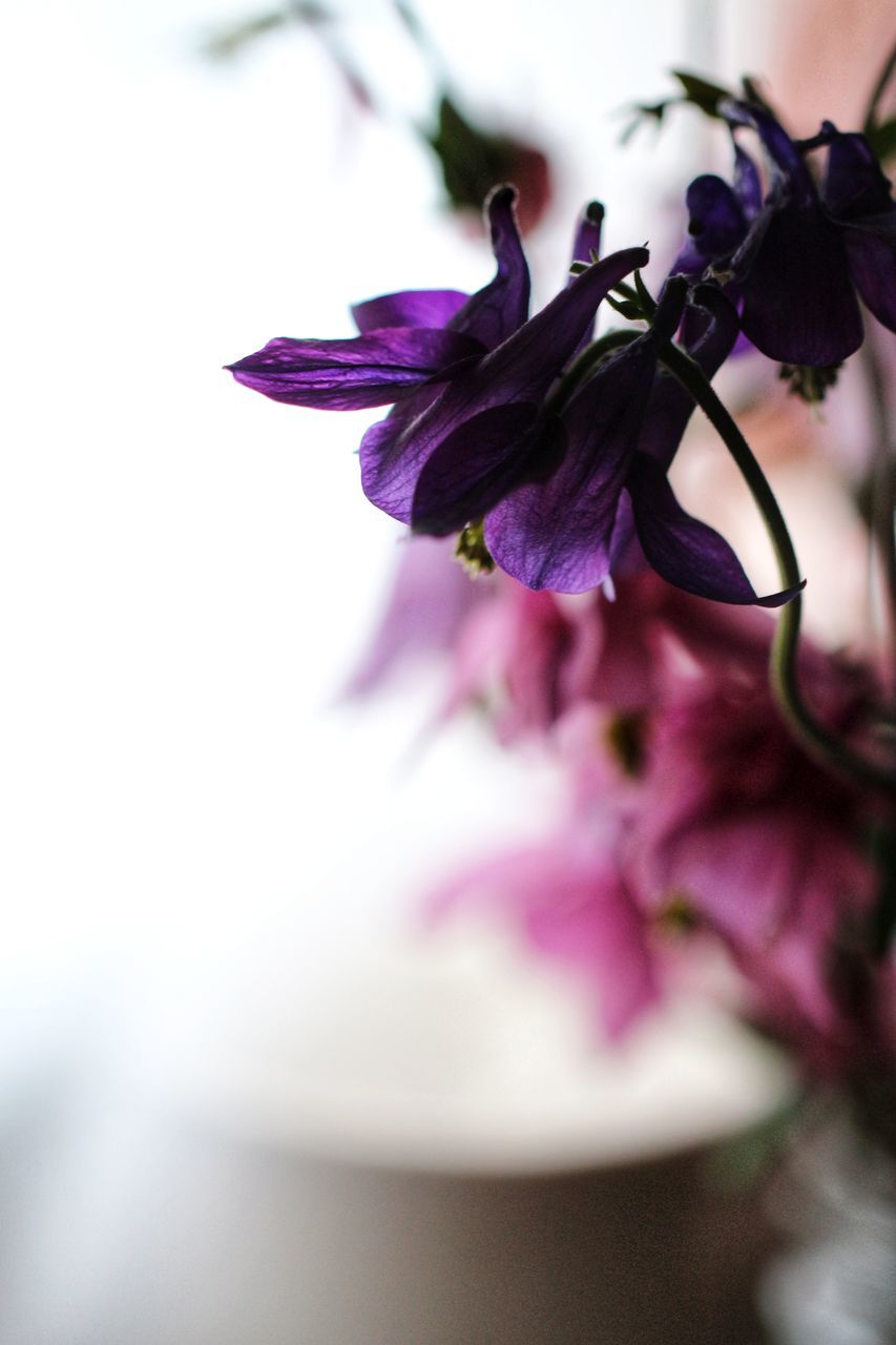 CLOSE-UP OF PURPLE FLOWER