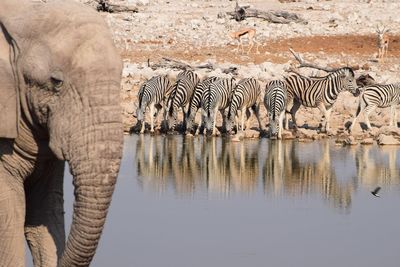 View of elephant drinking water