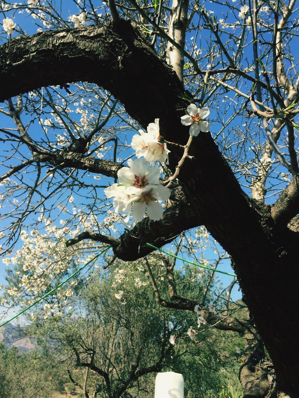 flower, tree, branch, low angle view, freshness, growth, fragility, cherry blossom, blossom, white color, beauty in nature, nature, sky, cherry tree, in bloom, blooming, petal, springtime, apple tree, apple blossom