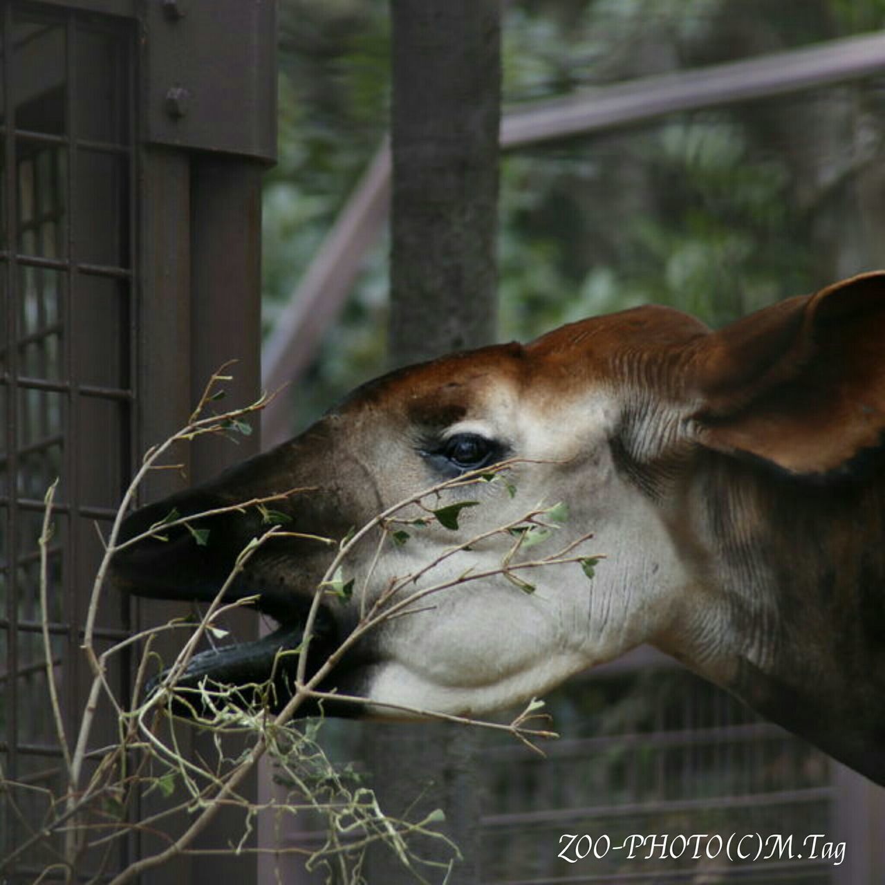 上野動物園 オカピ舎