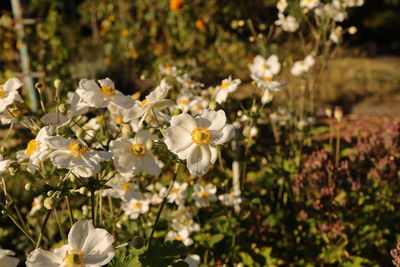 Close-up of white flowering plants on field