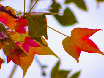 Close-up of red maple leaves against sky