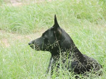 Black horse on field