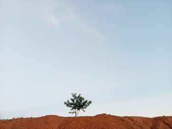 Tree on desert against sky