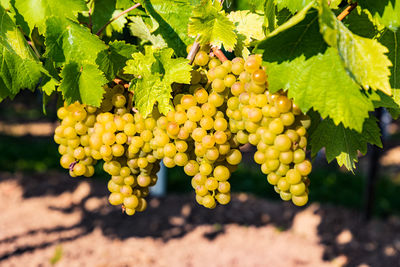 Close-up of grapes growing in vineyard