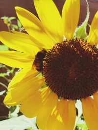 Close-up of honey bee on flower