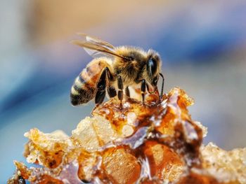 Close-up of bee on honeycomb.