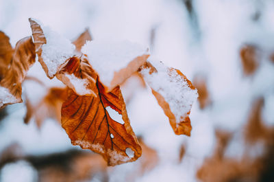Close-up of frozen during autumn