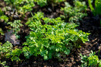 High angle view of plants growing on field