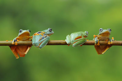 Close-up of frog on metal