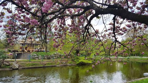 Scenic view of lake by trees in park