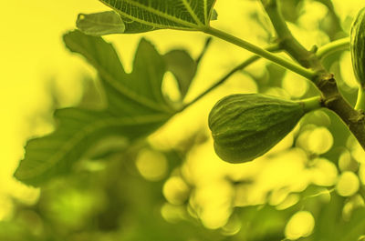 Close-up of leaves