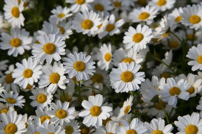 Close-up of white daisy flowers