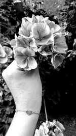 Close-up of flowers