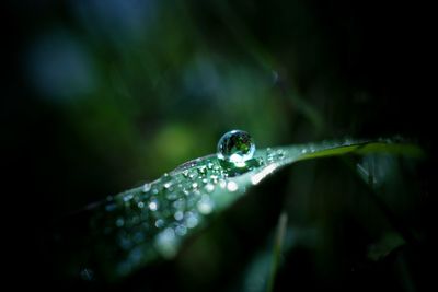 Close-up of water drops on leaf