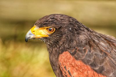 Close-up of kite