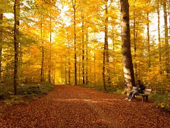 Trees in forest during autumn