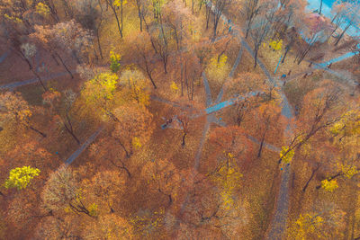 Aerial view of trees during autumn