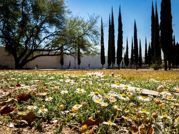 View of flowers growing in field