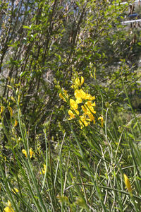 Close-up of yellow flowers growing in field