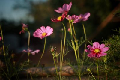 Close-up of pink flowering plants