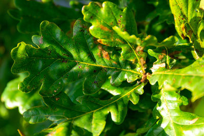 Close-up of fresh green leaves