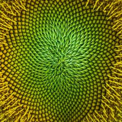 Full frame shot of green leaf