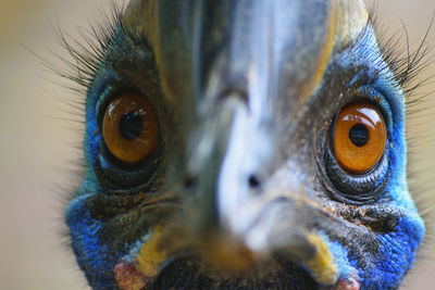 Close-up of owl